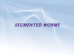 Segmented Worms