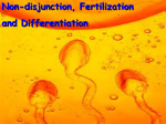 Non-disjunction, Fertilization and Differentiation