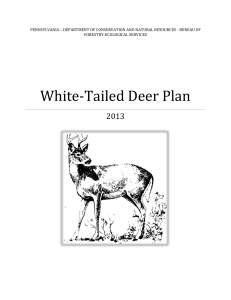 White-Tailed Deer Plan