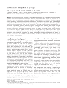 Epithelia and integration in sponges