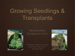 Starting Seeds and Transplants