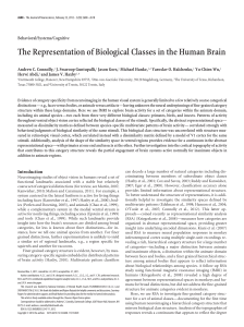 The Representation of Biological Classes in the Human Brain