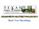 Basic Tree Physiology