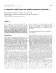 A sex-specific number of germ cells in embryonic