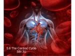 3U 5.6 The Cardiac Cycle PDF