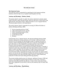 The Endocrine System The Endocrine System The endocrine