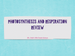 Photosynthesis and Respiration Review