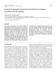 brachyenteron function in the mesoderm