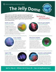 Jelly Dome Visitor Guide