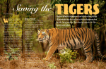 Saving the Tigers