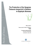 The production of Thalassia hemprichii in relation to epiphytic biomass