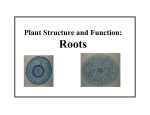 Plant Structure and Function: