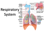 Respiratory Membrane