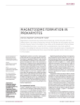 magnetosome formation in prokaryotes