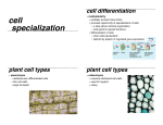 cell specialization