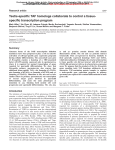 Testis-specific TAF homologs collaborate to control a