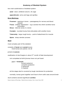 Anatomy of Skeletal System