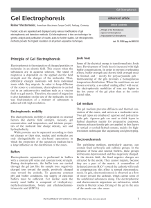 Gel Electrophoresis