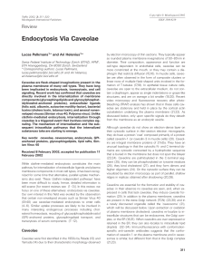 Endocytosis Via Caveolae