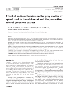 Effect of sodium fluoride on the grey matter of spinal cord in the