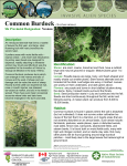 Common Burdock - Saskatchewan Invasive Species Council