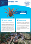 14 Coconut crab - SPC