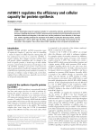 mTORC1 regulates the efficiency and cellular capacity for protein