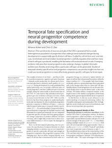Temporal fate specification and neural progenitor competence