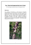 The TKMG Tree-kangaroo Fact-File - The Tree