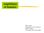 Amphibians of Jamaica