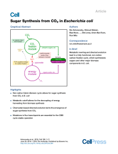 Sugar Synthesis from CO2 in Escherichia coli