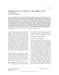 Bridging Areas of Injury in the Spinal Cord