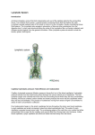 Lymphatic System