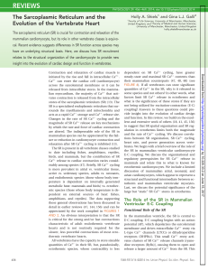 The Sarcoplasmic Reticulum and the Evolution of the Vertebrate Heart