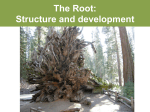 The Root: Structure and development