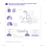 Structure of the respiratory system: lungs, airways and dead space 1