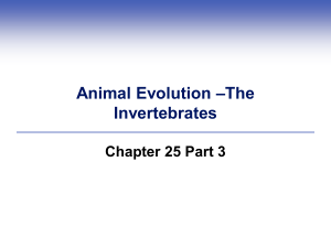 Animal Evolution –The Invertebrates