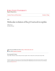 Molecular evolution of the p53 network in reptiles