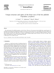 Unique structure and optics of the lesser eyes of