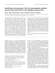 Identification and expression of the first nonmammalian amyloid‐β