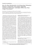 How Do Plant Mitochondria Avoid Importing Chloroplast Proteins