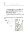 Instructions for the Chordates lab.