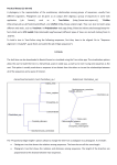 Practical theory (15-20 min) A phylogeny is the representation of the