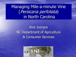 Rick Iverson - Managing Mile-a-Minute Vine (Persicaria perfoliata)