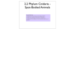 2.2 Phylum Cnidaria - Spot