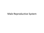 Male Reproductive System