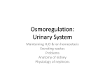 Osmoregulation: Urinary System