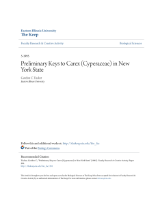 Preliminary Keys to Carex (Cyperaceae) in New - The Keep