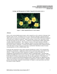 Sulfur cinquefoil - MSU Extension Invasive Plants