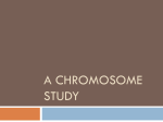 A Chromosome Study